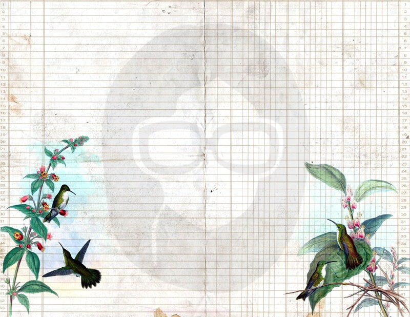 Floral Digital Paper - Hummingbirds Set #2 - 3 Pg Instant Downloads - rose digital paper, digital paper pack, best digital paper