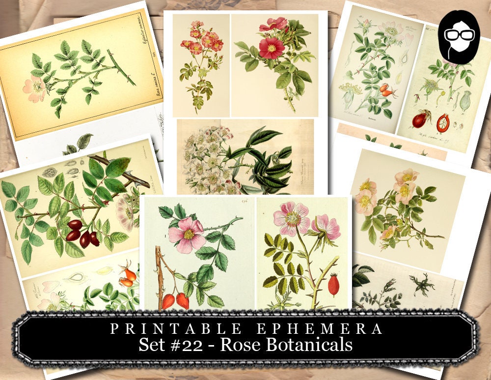 Ephemera Pack - Printable Ephemera Botanical Roses Set #22 - 30 Page Instant Download - junk journal kit, journal cards, ephemera paper pack