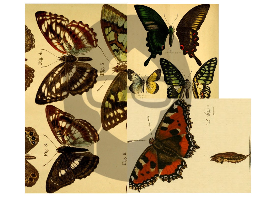 Butterfly Ephemera Pack - Printable Ephemera Set #38 - 30 Page Instant Download - junk journal kit, fruit art, ephemera paper pack