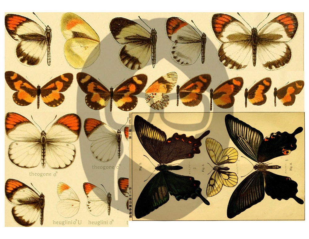 Butterfly Ephemera Pack - Printable Ephemera Set #38 - 30 Page Instant Download - junk journal kit, fruit art, ephemera paper pack