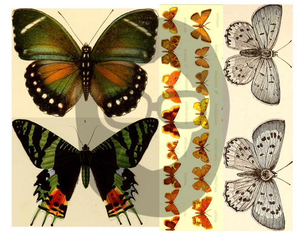 Butterfly Ephemera Pack - Printable Ephemera Set #38 - 30 Page Instant Download - junk journal kit, fruit art, ephemera paper pack