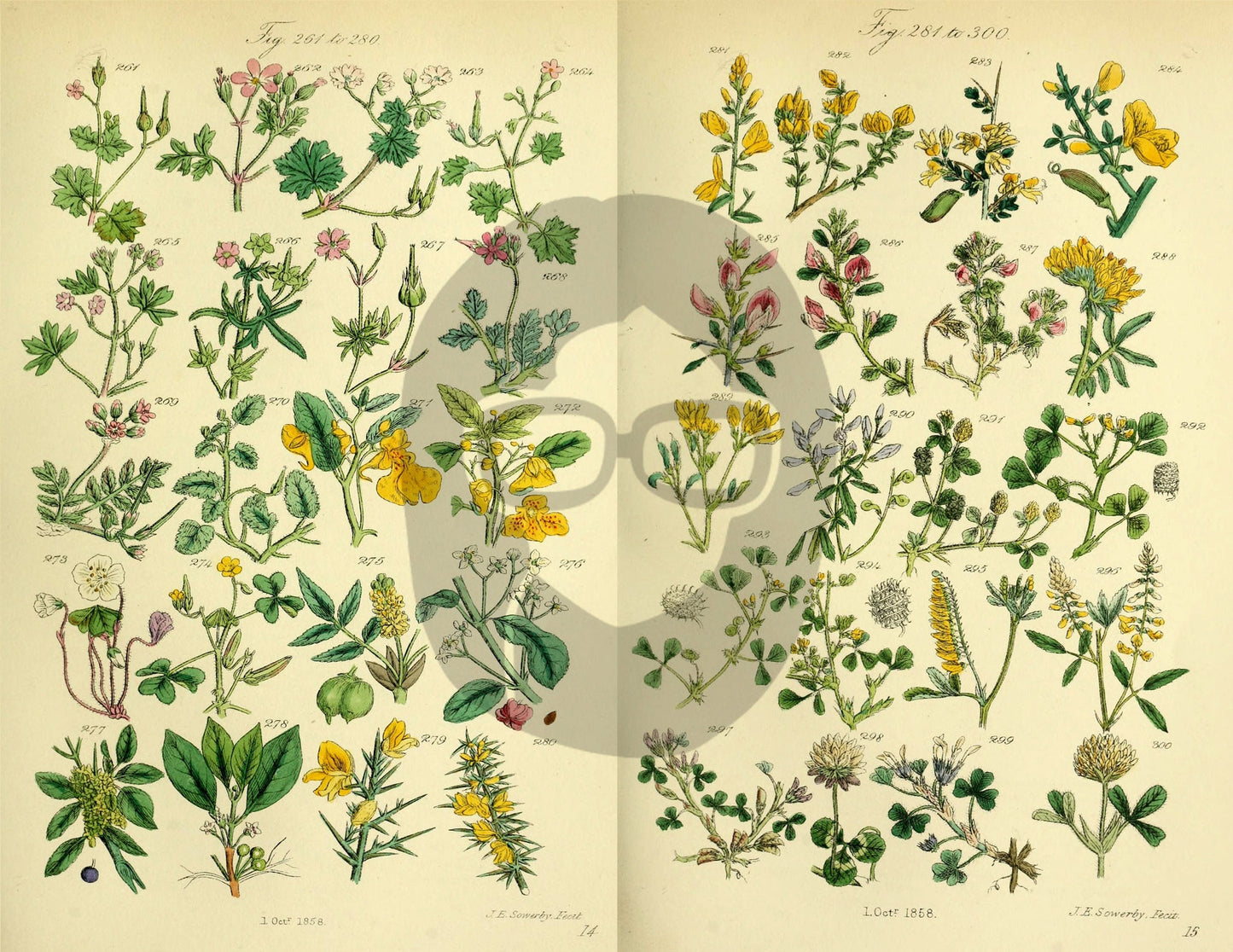 Botanical Ephemera Paper Pack - Printable Ephemera Set #58 - 24 Pg Instant Download - blank journal cards, digital journal kits, botany