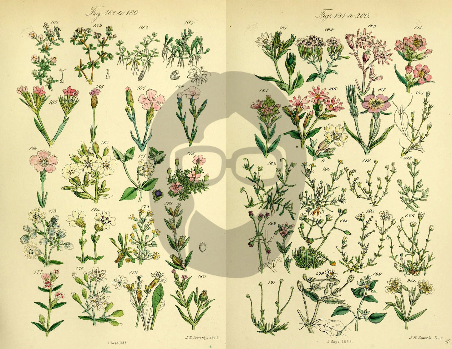 Botanical Ephemera Paper Pack - Printable Ephemera Set #58 - 24 Pg Instant Download - blank journal cards, digital journal kits, botany