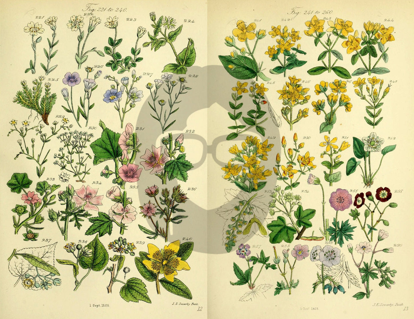 Botanical Ephemera Paper Pack - Printable Ephemera Set #58 - 24 Pg Instant Download - blank journal cards, digital journal kits, botany