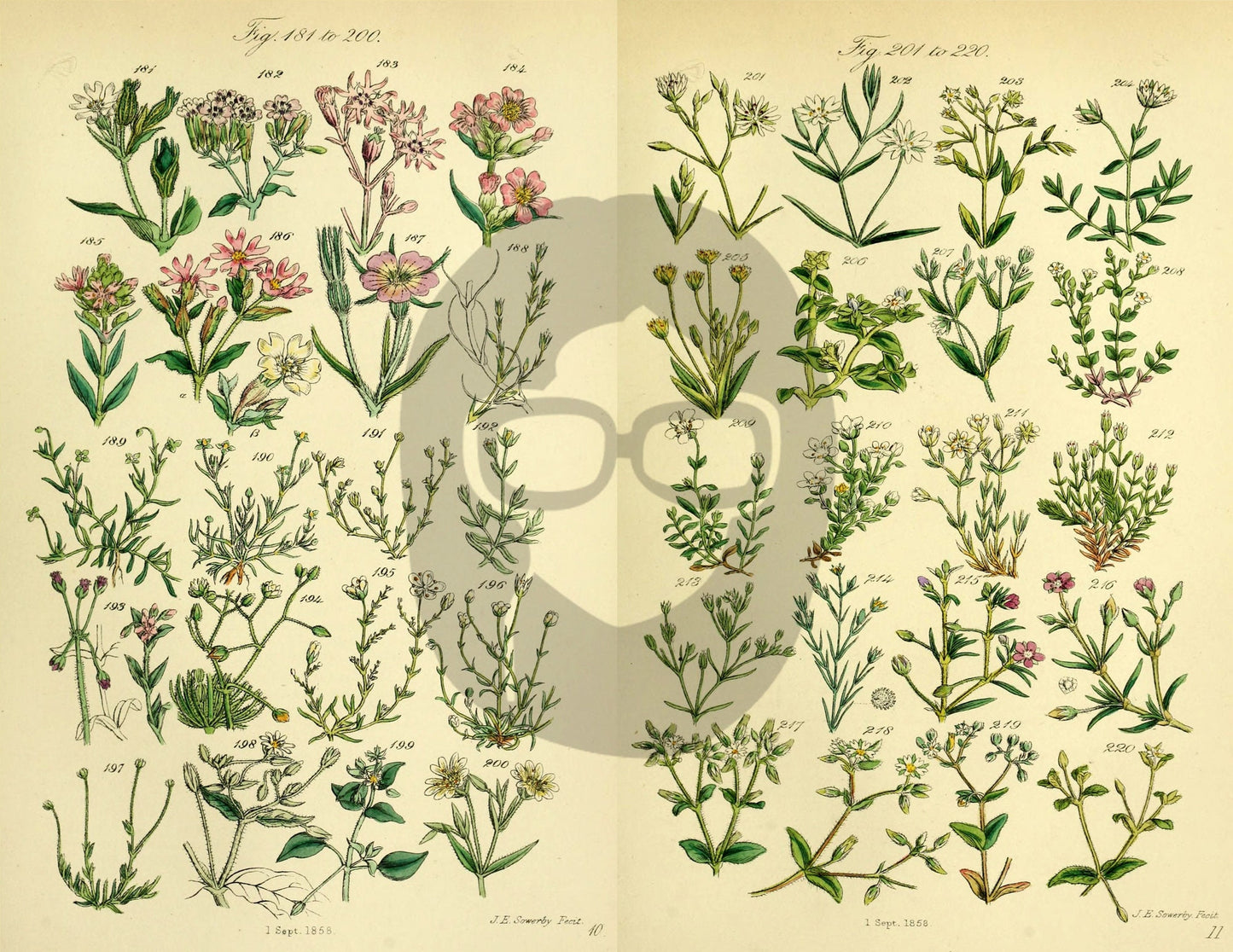 Botanical Ephemera Paper Pack - Printable Ephemera Set #58 - 24 Pg Instant Download - blank journal cards, digital journal kits, botany