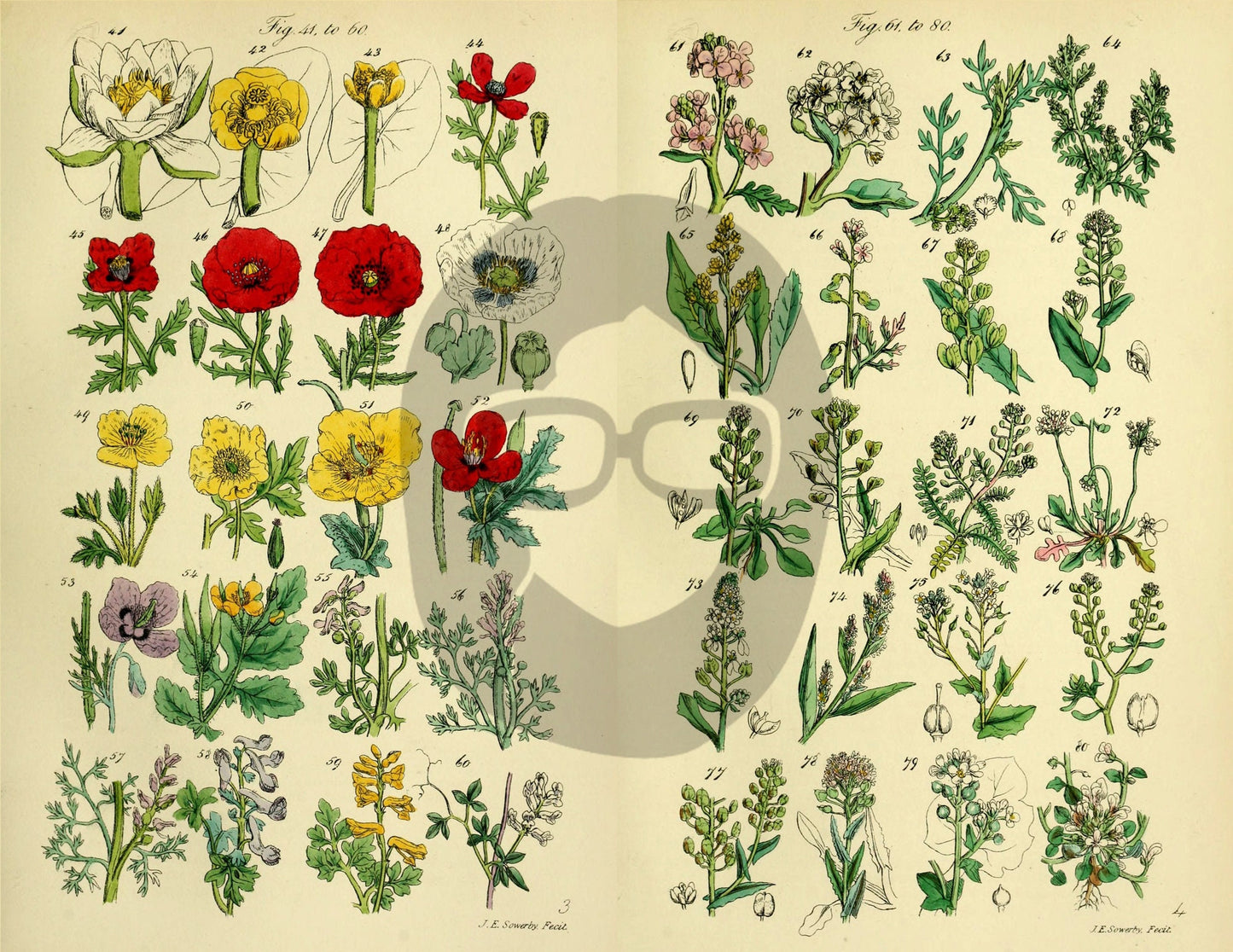 Botanical Ephemera Paper Pack - Printable Ephemera Set #58 - 24 Pg Instant Download - blank journal cards, digital journal kits, botany