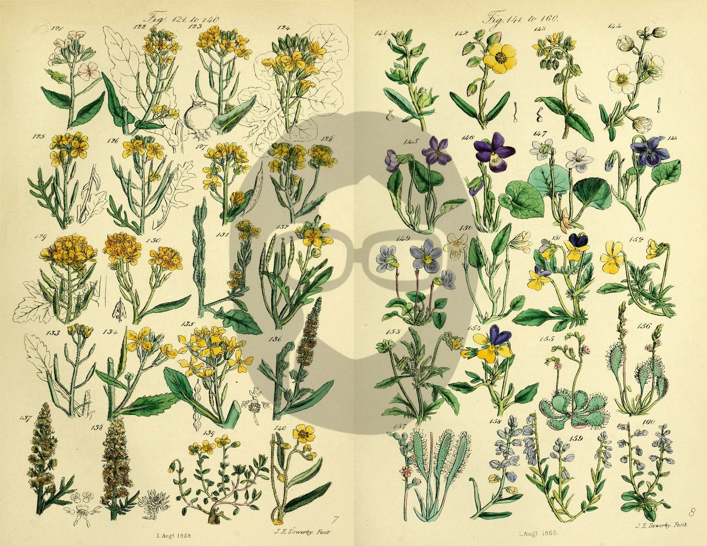 Botanical Ephemera Paper Pack - Printable Ephemera Set #58 - 24 Pg Instant Download - blank journal cards, digital journal kits, botany