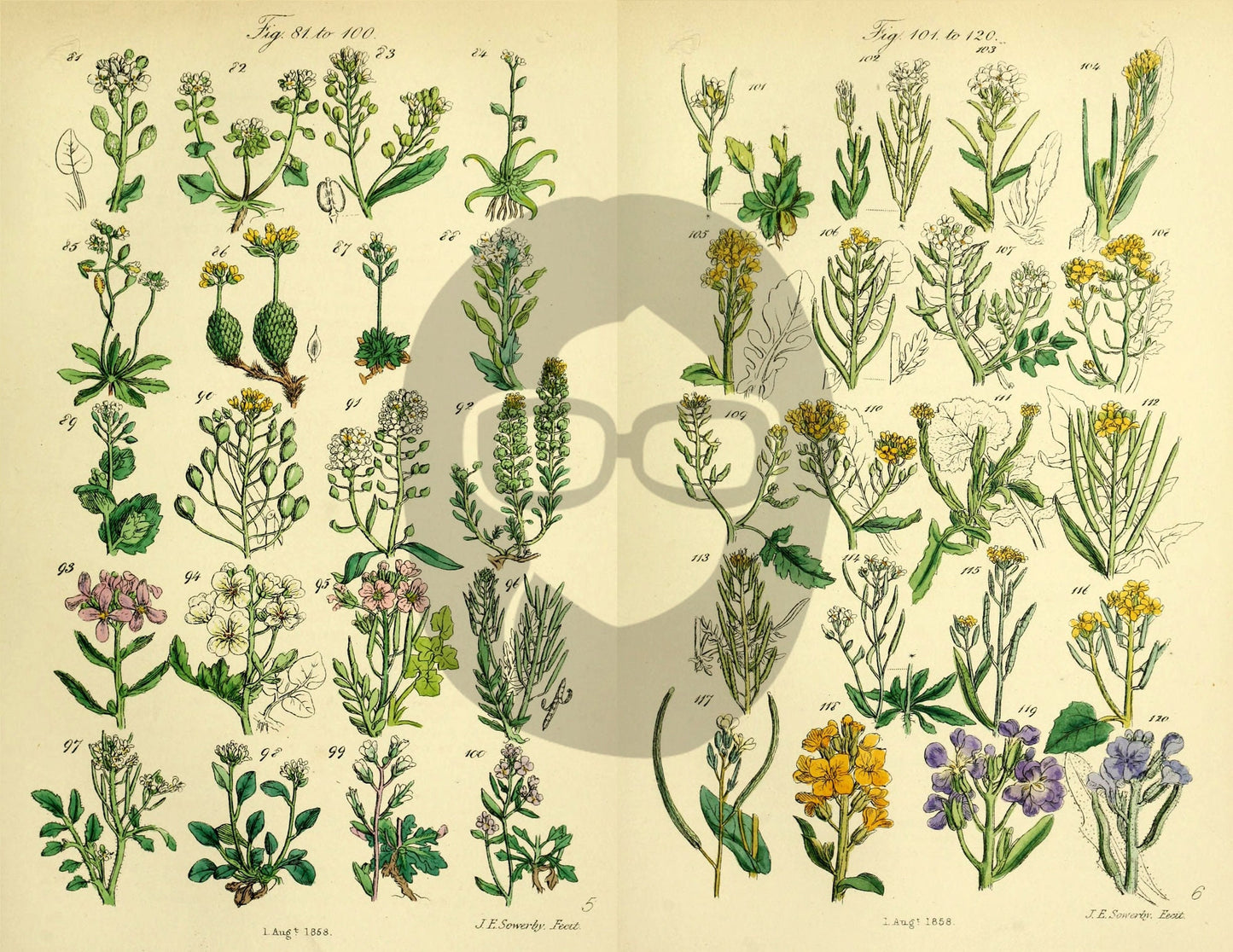Botanical Ephemera Paper Pack - Printable Ephemera Set #58 - 24 Pg Instant Download - blank journal cards, digital journal kits, botany