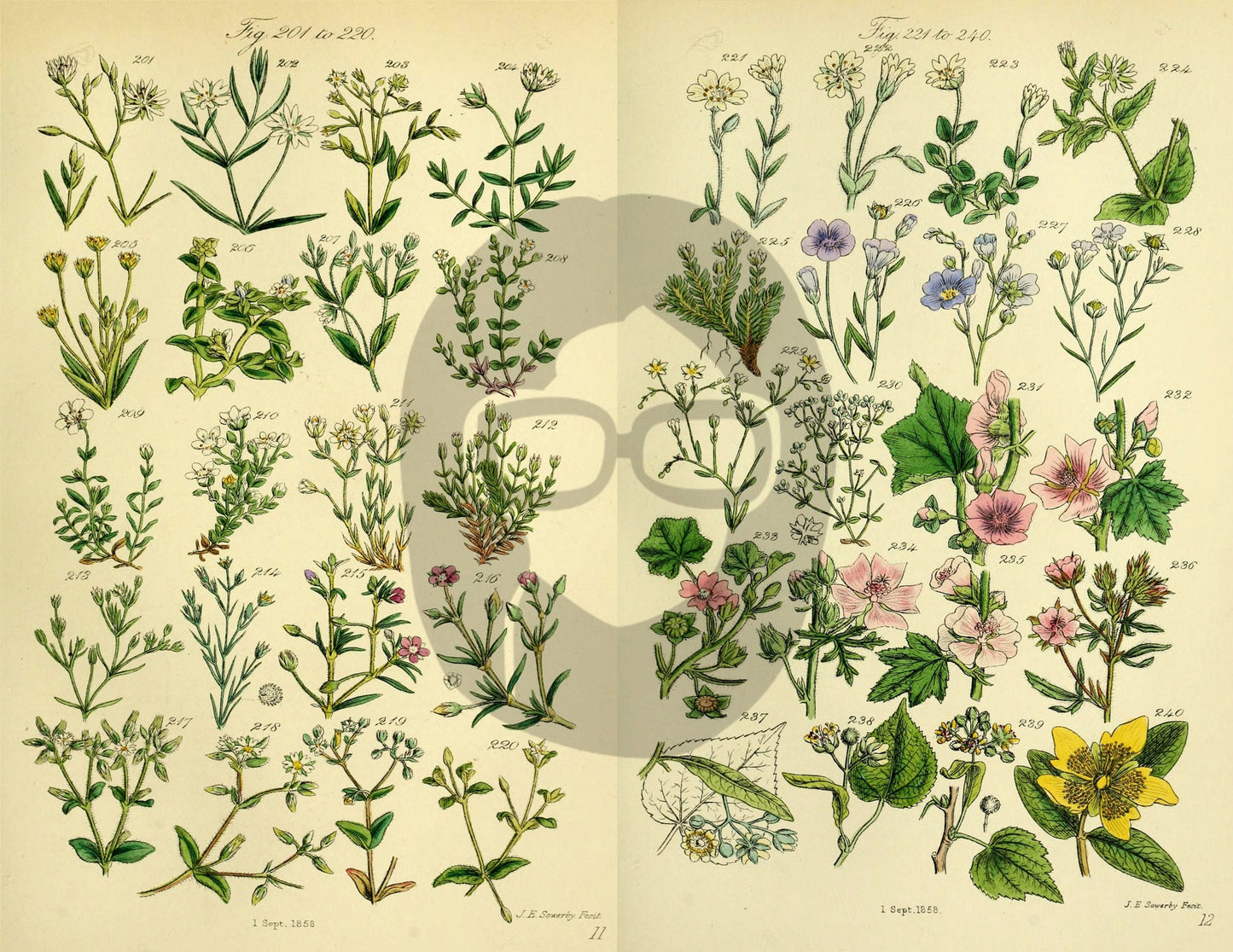 Botanical Ephemera Paper Pack - Printable Ephemera Set #58 - 24 Pg Instant Download - blank journal cards, digital journal kits, botany