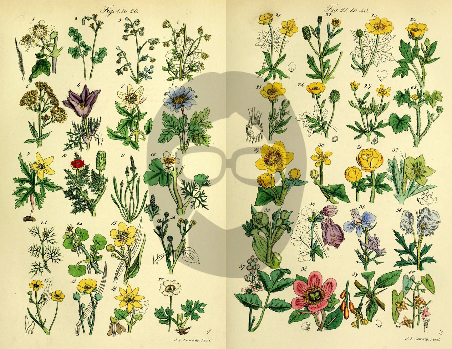 Botanical Ephemera Paper Pack - Printable Ephemera Set #58 - 24 Pg Instant Download - blank journal cards, digital journal kits, botany