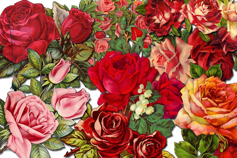 Fussy Cut Roses Vintage Flower Images Set #19 - 8 Page Instant Download - roses clipart floral, pink rose clipart, junk journal scan n cut