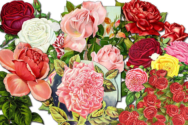 Fussy Cut Flower Images - Set #24 - 7 Page Instant Download - junk journal pink rose clipart, bouquet clipart, roses flower clipart