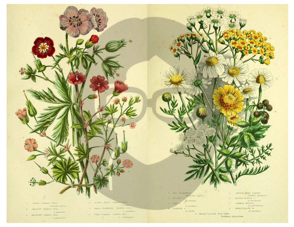 Botanical Print Set Ephemera Pack - Printable Ephemera Set #32 - 13 Page Instant Download, journaling kit, journal cards, journaling card