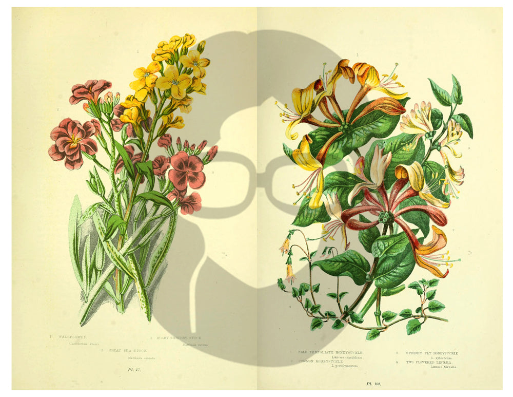 Botanical Print Set Ephemera Pack - Printable Ephemera Set #32 - 13 Page Instant Download, journaling kit, journal cards, journaling card