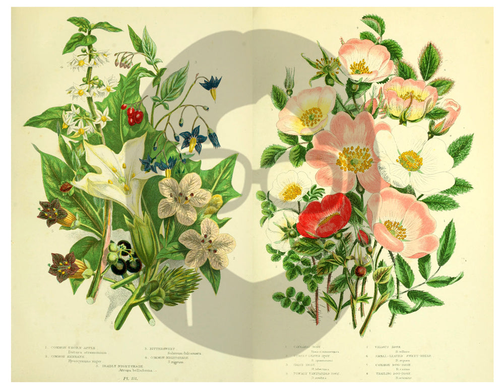 Botanical Print Set Ephemera Pack - Printable Ephemera Set #33 - 13 Page Instant Download, journaling kit, journal cards, journal pages