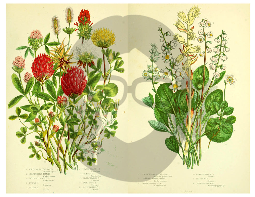 Botanical Print Set Ephemera Pack - Printable Ephemera Set #33 - 13 Page Instant Download, journaling kit, journal cards, journal pages