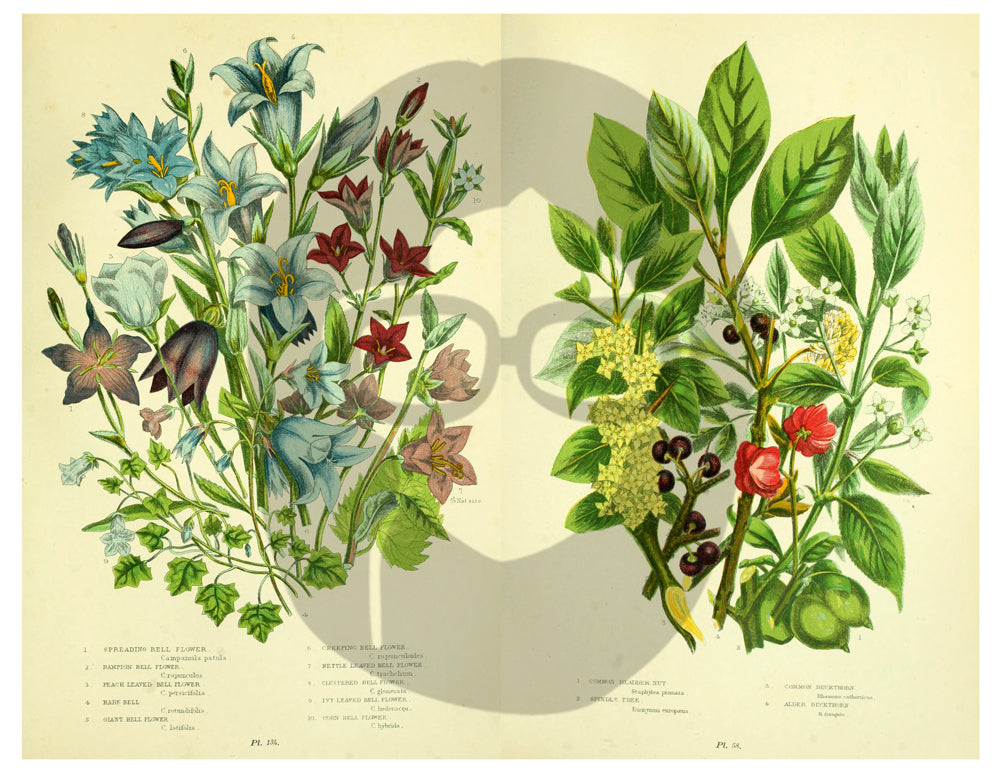 Botanical Print Set Ephemera Pack - Printable Ephemera Set #33 - 13 Page Instant Download, journaling kit, journal cards, journal pages