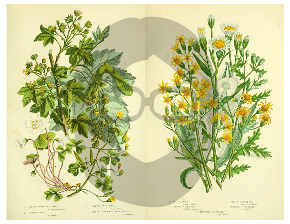 Botanical Print Set Ephemera Pack - Printable Ephemera Set #33 - 13 Page Instant Download, journaling kit, journal cards, journal pages