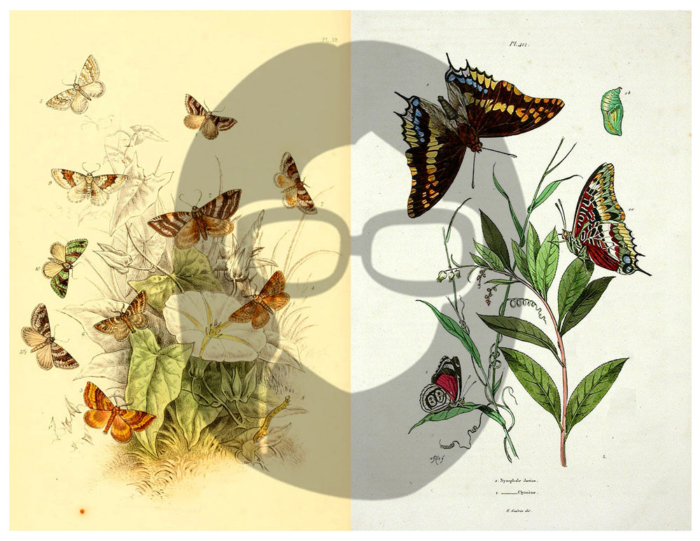 Butterflies Ephemera Pack - Printable Ephemera Set #39 - 30 Page Instant Download - junk journal kit, fruit art, ephemera paper pack