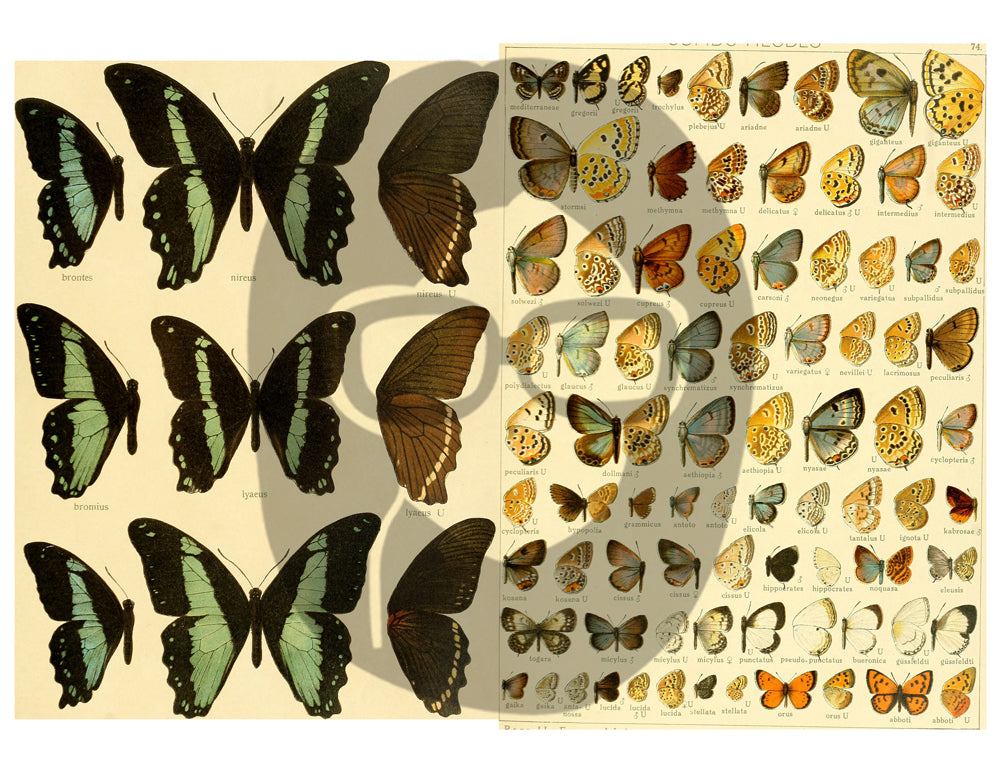Butterflies Ephemera Pack - Printable Ephemera Set #39 - 30 Page Instant Download - junk journal kit, fruit art, ephemera paper pack