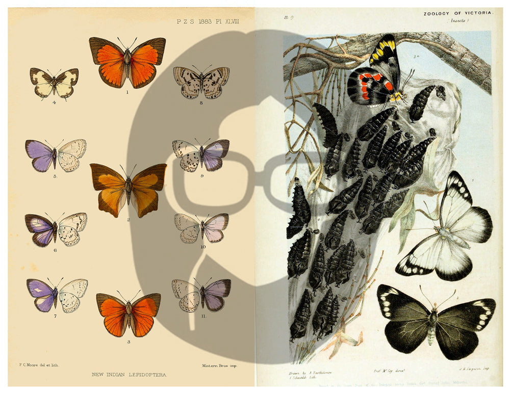 Butterflies Ephemera Pack - Printable Ephemera Set #39 - 30 Page Instant Download - junk journal kit, fruit art, ephemera paper pack