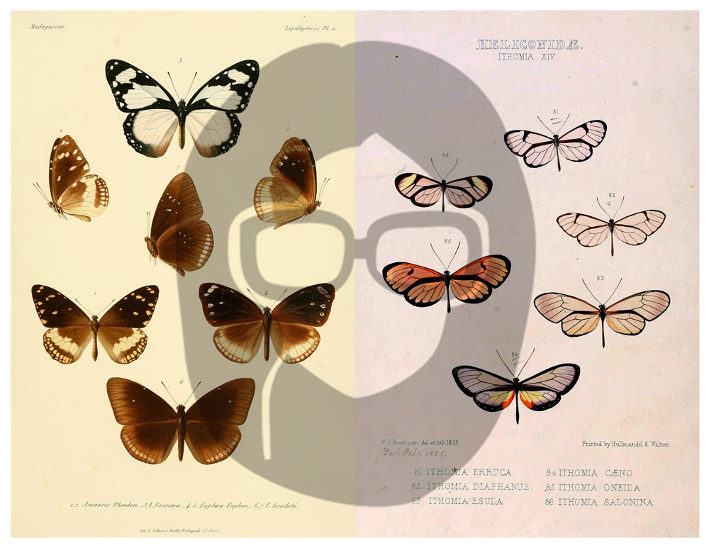 Butterflies Ephemera Pack - Printable Ephemera Set #39 - 30 Page Instant Download - junk journal kit, fruit art, ephemera paper pack