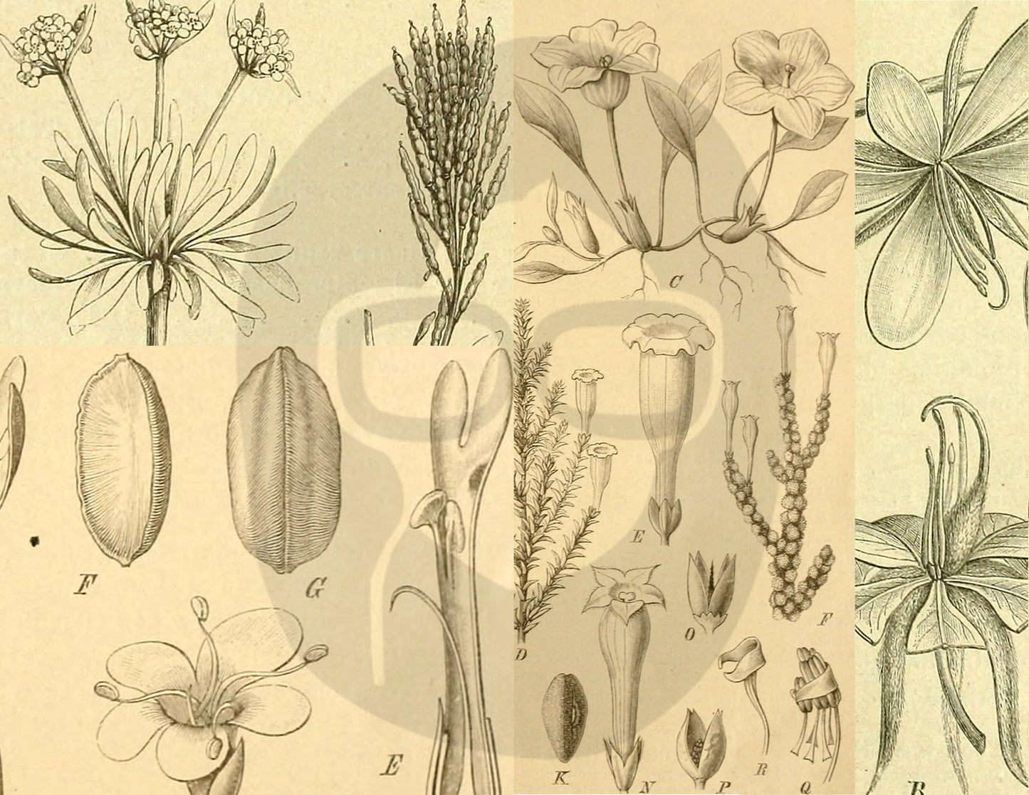 Ephemera Pack - Printable Ephemera Set #41 - Black & Beige Botanicals - 30 Page Instant Download, journaling kit, journal pages