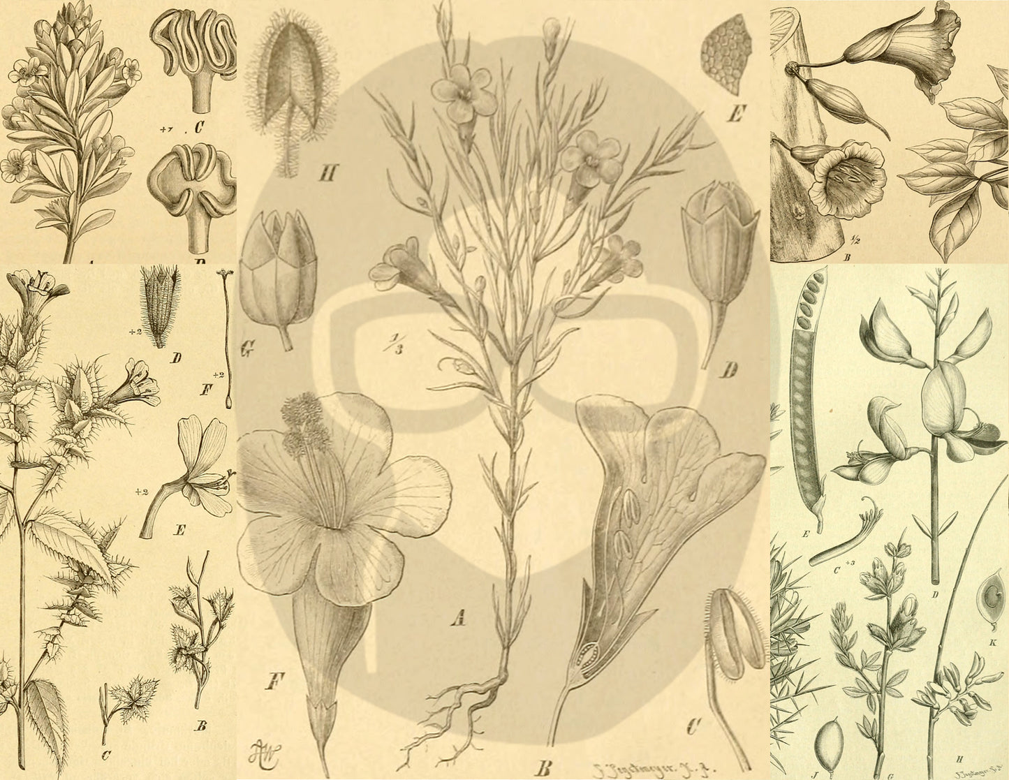 Ephemera Pack - Printable Ephemera Set #41 - Black & Beige Botanicals - 30 Page Instant Download, journaling kit, journal pages