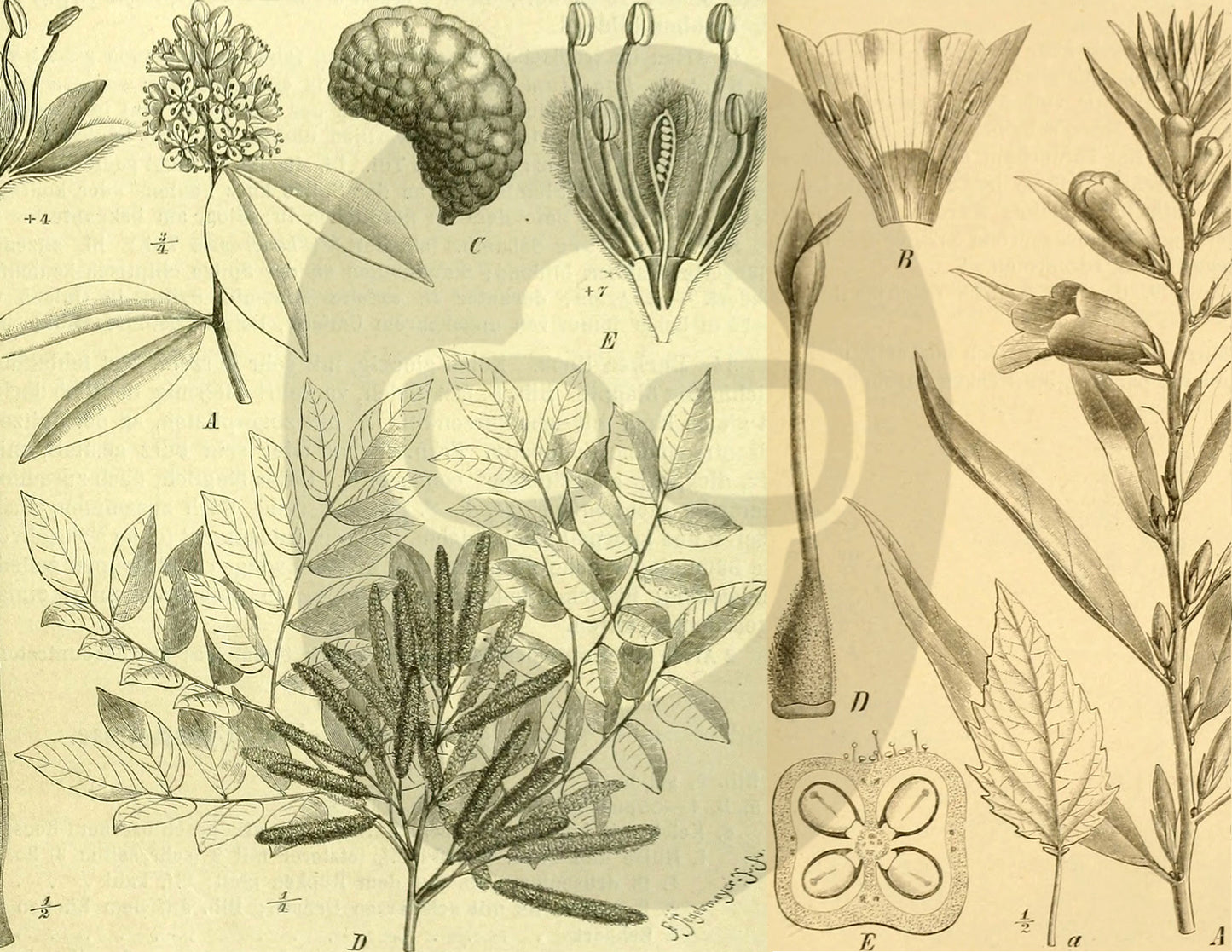 Ephemera Pack - Printable Ephemera Set #41 - Black & Beige Botanicals - 30 Page Instant Download, journaling kit, journal pages