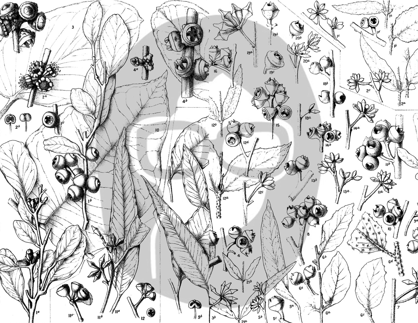 Ephemera Pack - Printable Ephemera Set #42 - Black & White Botanicals - 30 Page Instant Download, journaling kit, journal pages