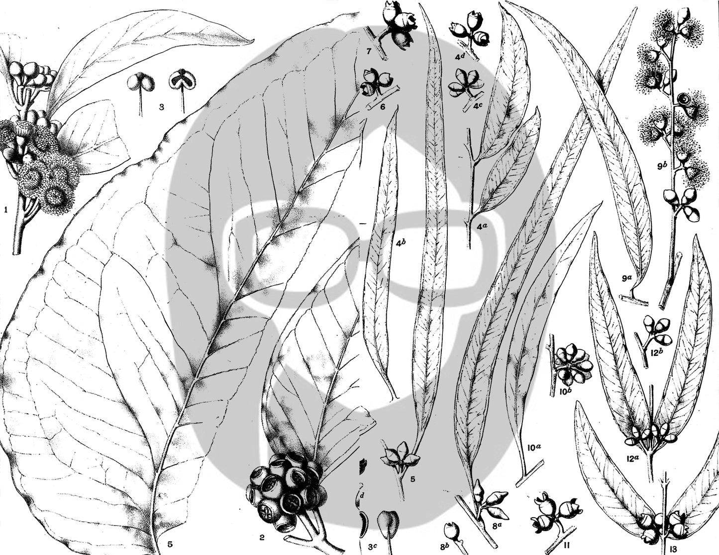 Ephemera Pack - Printable Ephemera Set #42 - Black & White Botanicals - 30 Page Instant Download, journaling kit, journal pages