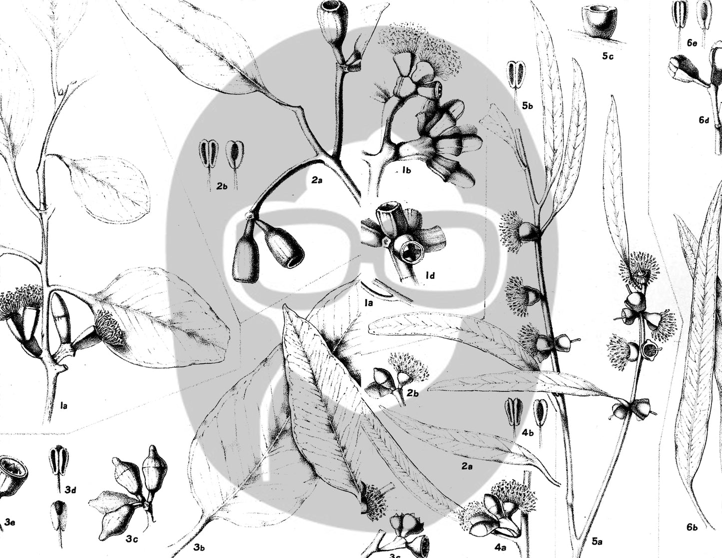 Ephemera Pack - Printable Ephemera Set #42 - Black & White Botanicals - 30 Page Instant Download, journaling kit, journal pages