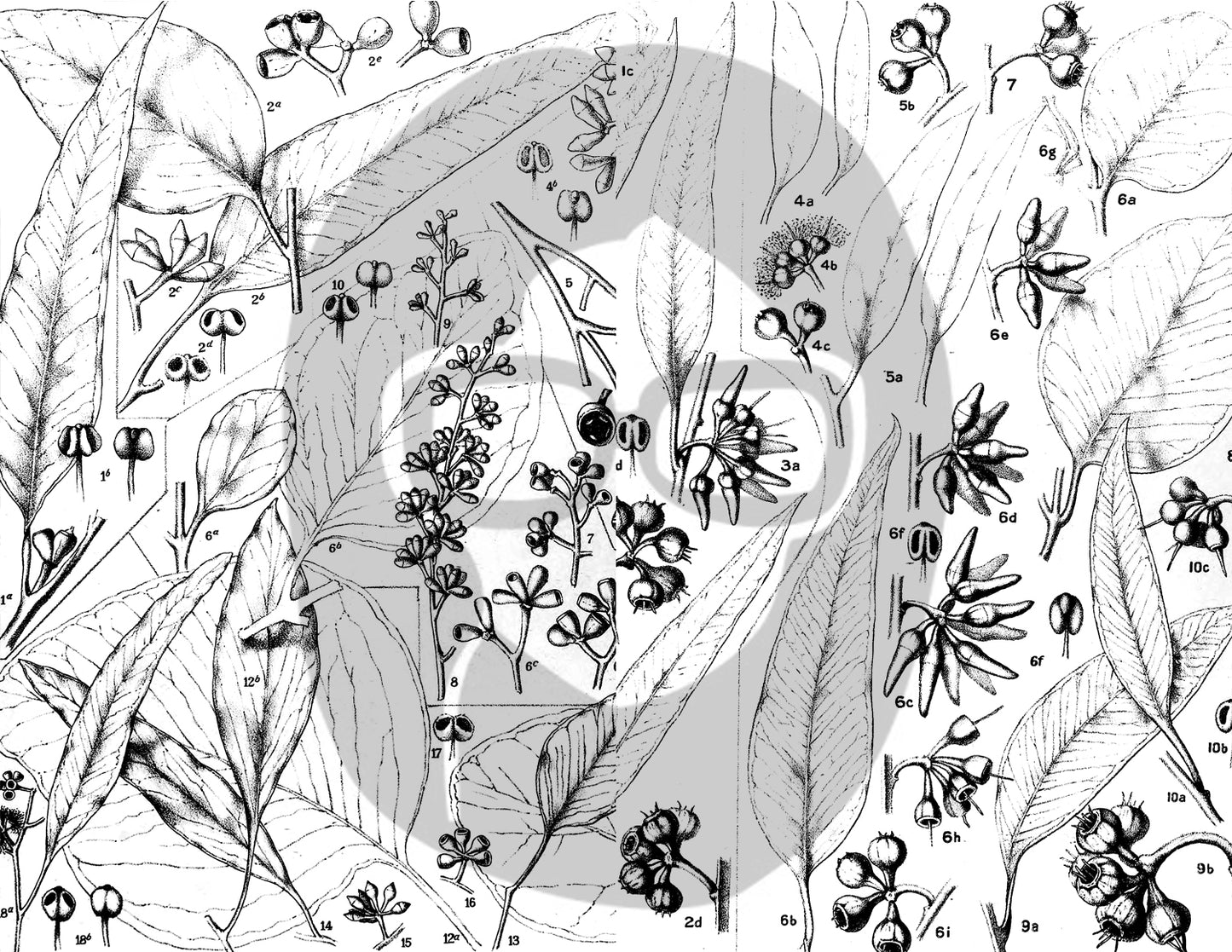 Ephemera Pack - Printable Ephemera Set #42 - Black & White Botanicals - 30 Page Instant Download, journaling kit, journal pages