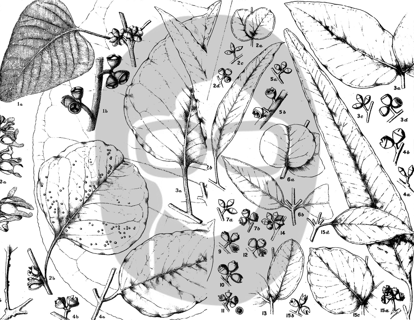 Ephemera Pack - Printable Ephemera Set #42 - Black & White Botanicals - 30 Page Instant Download, journaling kit, journal pages
