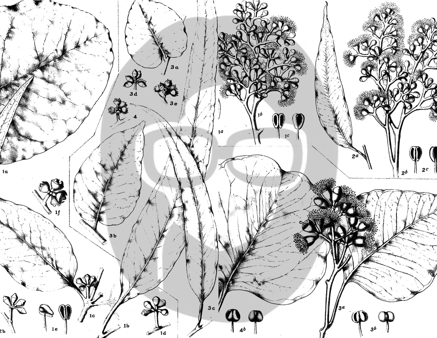 Ephemera Pack - Printable Ephemera Set #42 - Black & White Botanicals - 30 Page Instant Download, journaling kit, journal pages