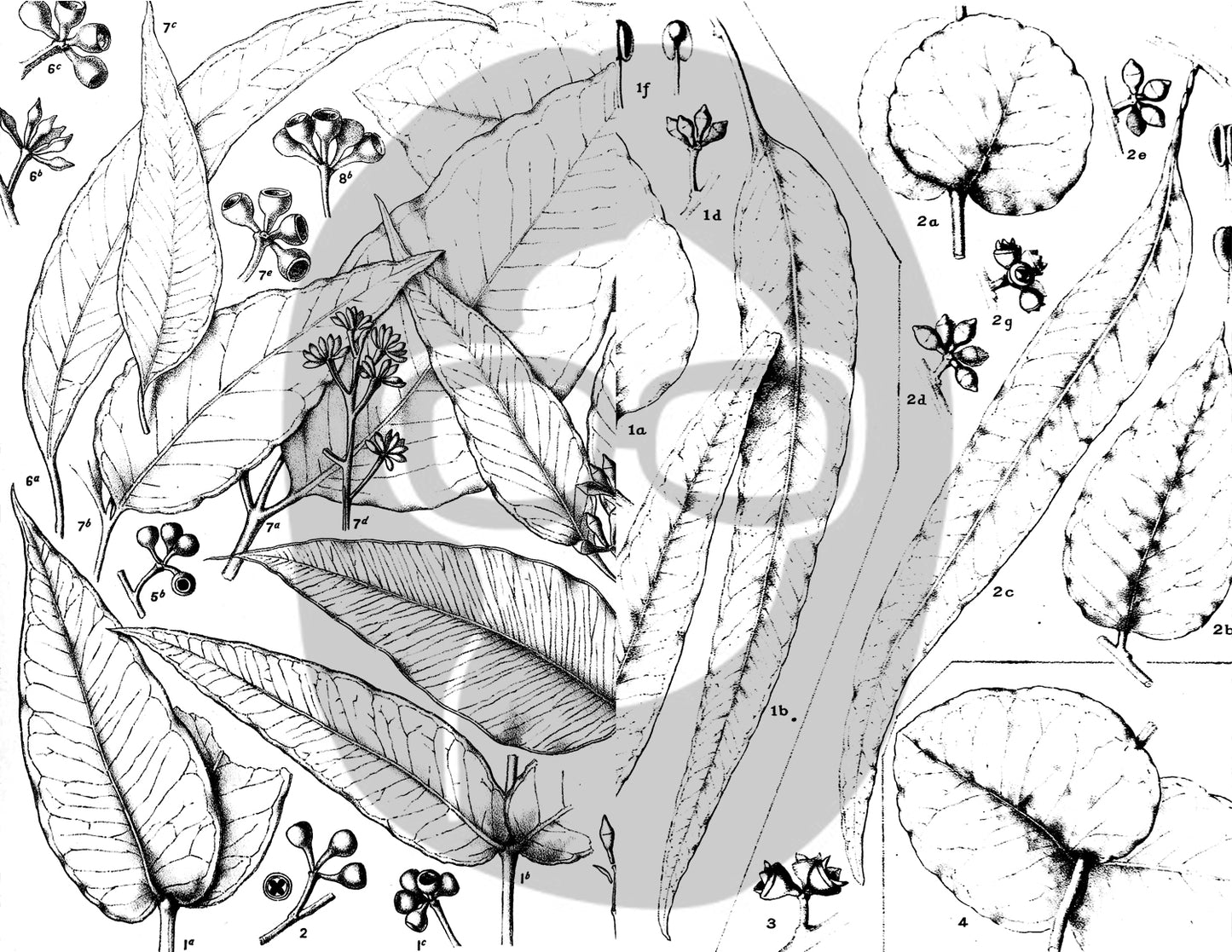 Ephemera Pack - Printable Ephemera Set #42 - Black & White Botanicals - 30 Page Instant Download, journaling kit, journal pages