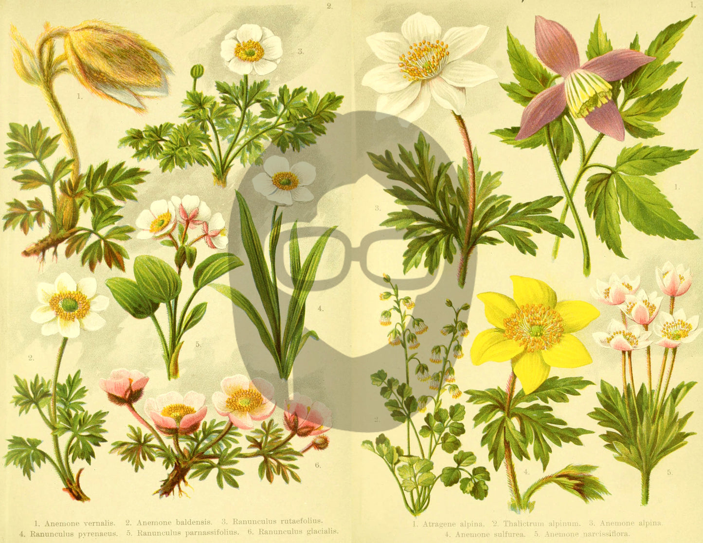 Botanical Ephemera Paper Pack - Printable Ephemera Set #57 - 19 Pg Instant Download - blank journal cards, digital journal kits, botany