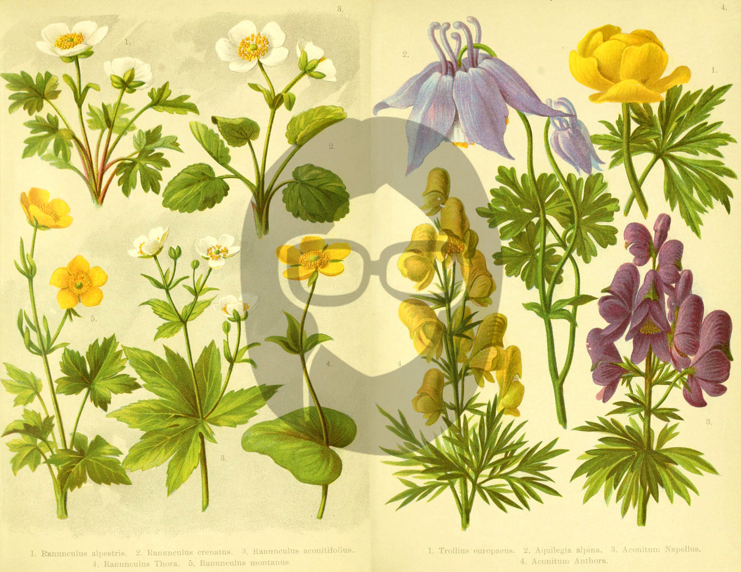 Botanical Ephemera Paper Pack - Printable Ephemera Set #57 - 19 Pg Instant Download - blank journal cards, digital journal kits, botany