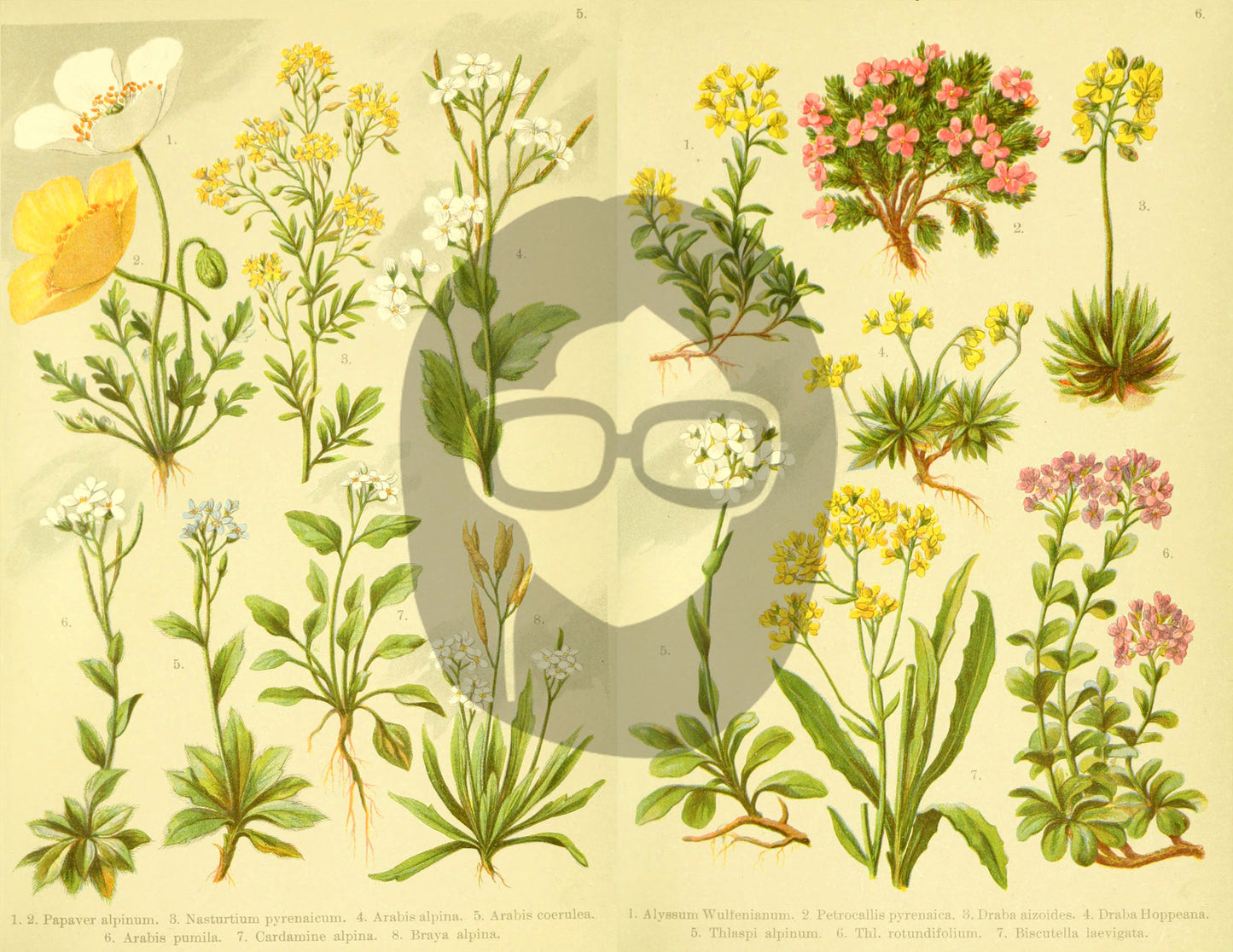 Botanical Ephemera Paper Pack - Printable Ephemera Set #57 - 19 Pg Instant Download - blank journal cards, digital journal kits, botany