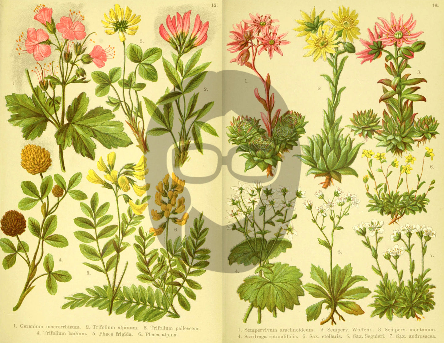 Botanical Ephemera Paper Pack - Printable Ephemera Set #57 - 19 Pg Instant Download - blank journal cards, digital journal kits, botany