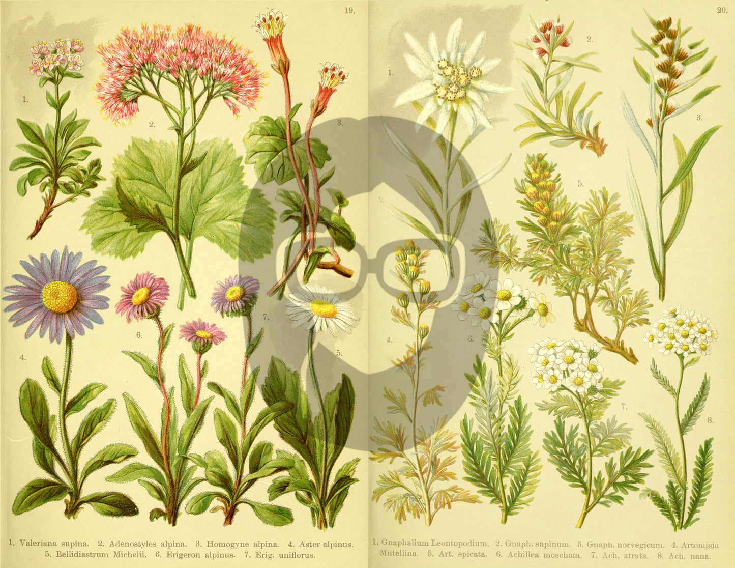 Botanical Ephemera Paper Pack - Printable Ephemera Set #57 - 19 Pg Instant Download - blank journal cards, digital journal kits, botany