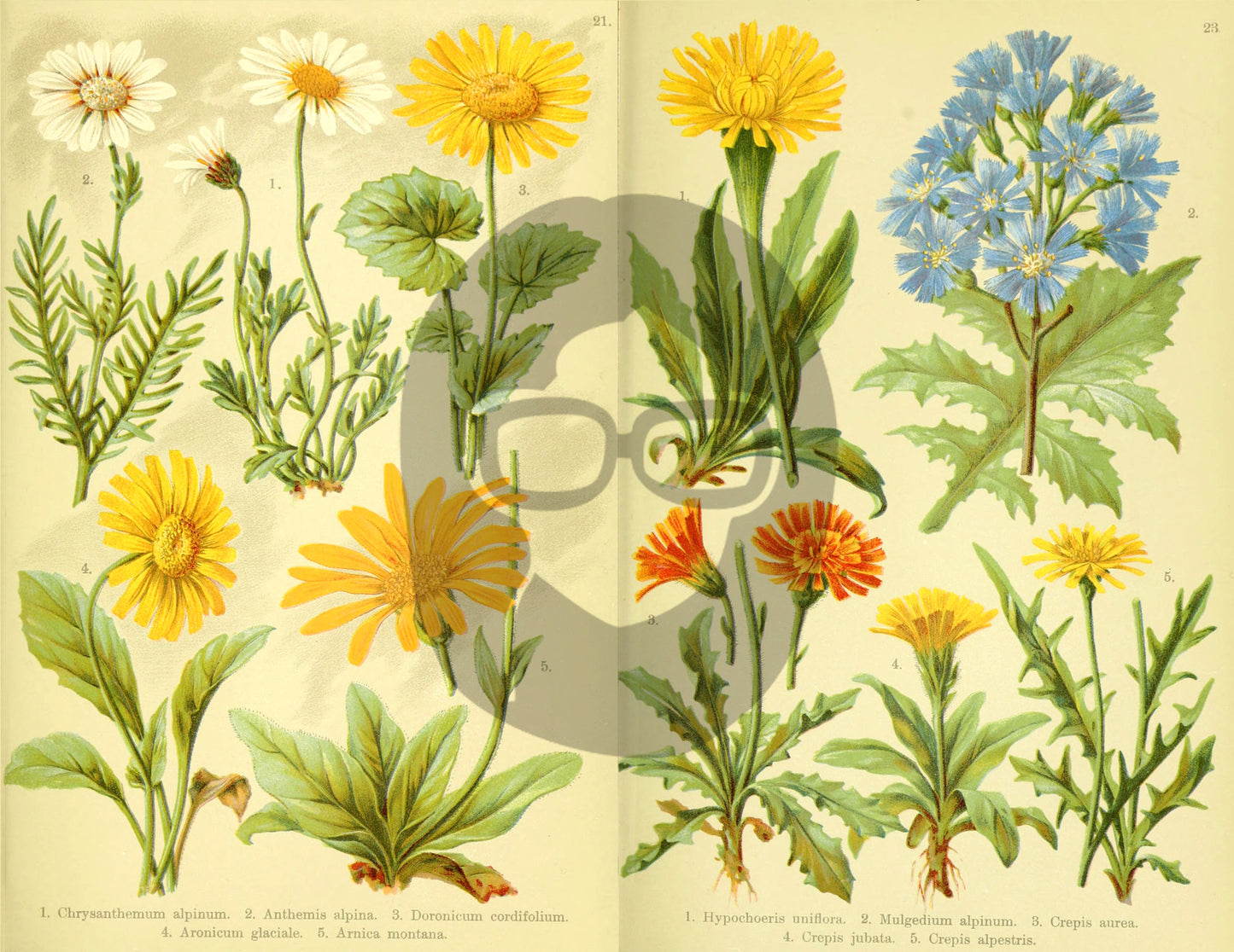 Botanical Ephemera Paper Pack - Printable Ephemera Set #57 - 19 Pg Instant Download - blank journal cards, digital journal kits, botany