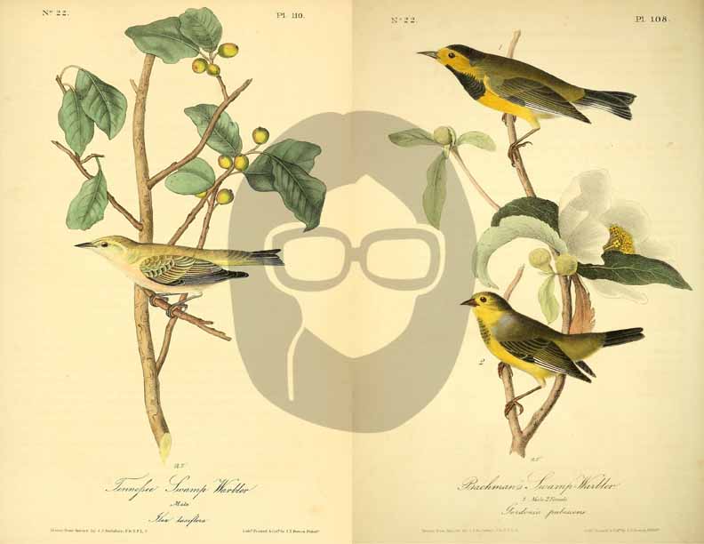 Vintage Bird Printable Ephemera Pack - Set # 70 - 30 Pg Instant Download, journaling kit, journal cards, junk journal kit, bird images