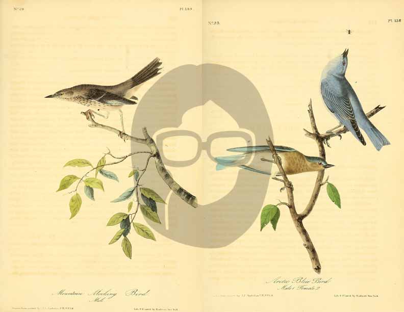 Vintage Bird Printable Ephemera Pack - Set # 70 - 30 Pg Instant Download, journaling kit, journal cards, junk journal kit, bird images