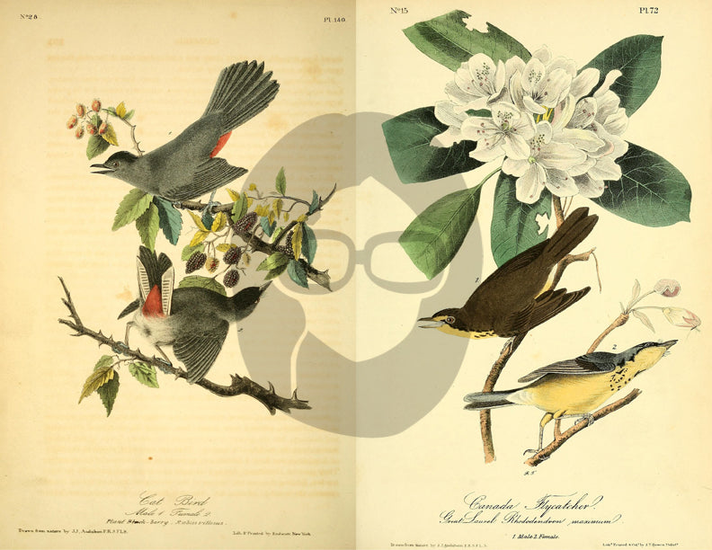 Vintage Bird Printable Ephemera Pack - Set # 70 - 30 Pg Instant Download, journaling kit, journal cards, junk journal kit, bird images