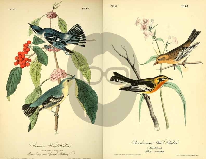 Vintage Bird Printable Ephemera Pack - Set # 70 - 30 Pg Instant Download, journaling kit, journal cards, junk journal kit, bird images