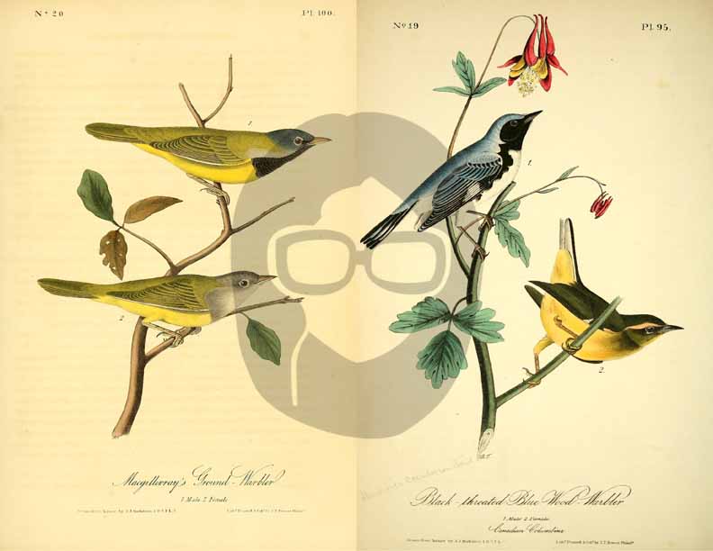 Vintage Bird Printable Ephemera Pack - Set # 70 - 30 Pg Instant Download, journaling kit, journal cards, junk journal kit, bird images