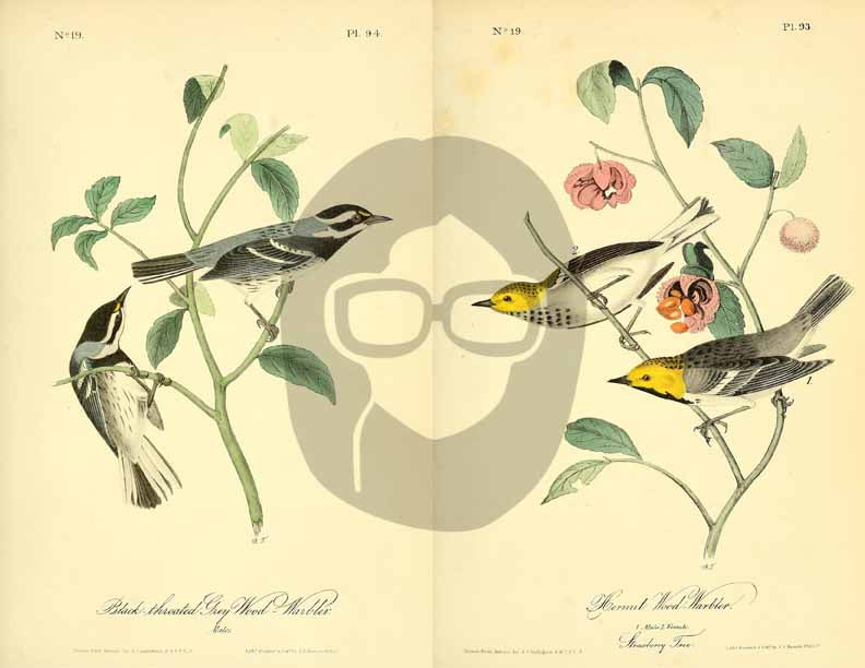 Vintage Bird Printable Ephemera Pack - Set # 70 - 30 Pg Instant Download, journaling kit, journal cards, junk journal kit, bird images