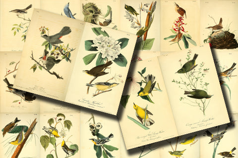 Vintage Bird Printable Ephemera Pack - Set # 70 - 30 Pg Instant Download, journaling kit, journal cards, junk journal kit, bird images
