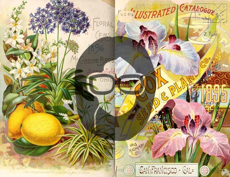 Vintage Seed Catalog Ephemera Printable Paper Pack - Set #79 - 30 Pg Instant Download - digital journal kits, roses clipart floral